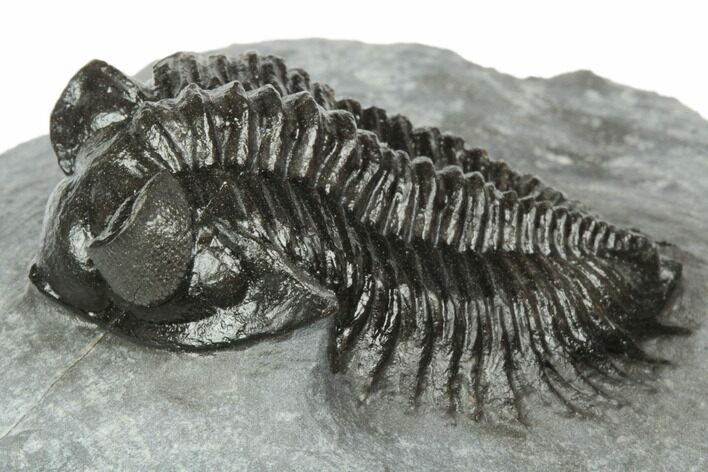 Coltraneia Trilobite Fossil - Huge Faceted Eyes #191848